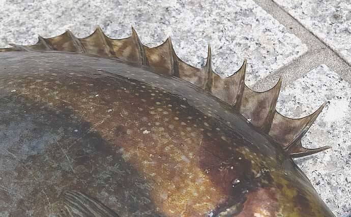 厄介な定番ゲスト魚 アイゴ の下処理方法 安全に美味しく食べるために 年8月22日 エキサイトニュース