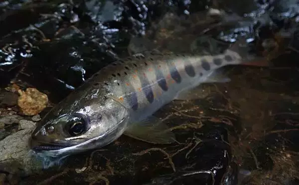 「渓流ミノーイングでイワナ＆アマゴ手中　ルアーのプチカスタムがキモ？」の画像