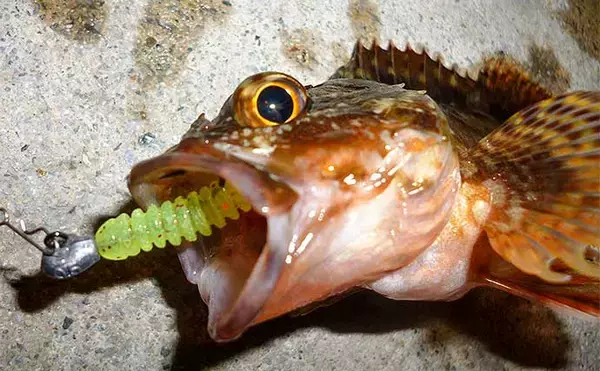 「陸っぱりライトゲームでタチウオ3匹をキャッチ【名古屋港・西3区】」の画像