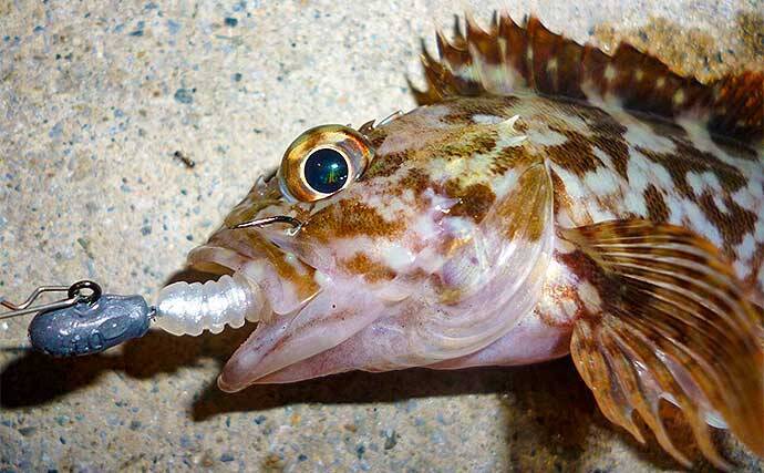 陸っぱりライトゲームでタチウオ3匹をキャッチ【名古屋港・西3区】