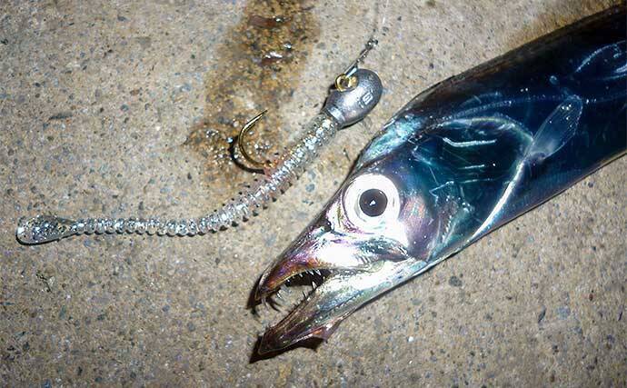 陸っぱりライトゲームでタチウオ3匹をキャッチ【名古屋港・西3区】