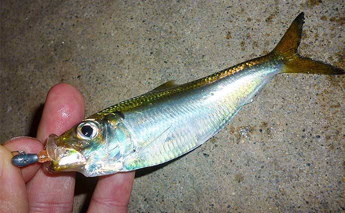 陸っぱりライトゲームでタチウオ3匹をキャッチ【名古屋港・西3区】