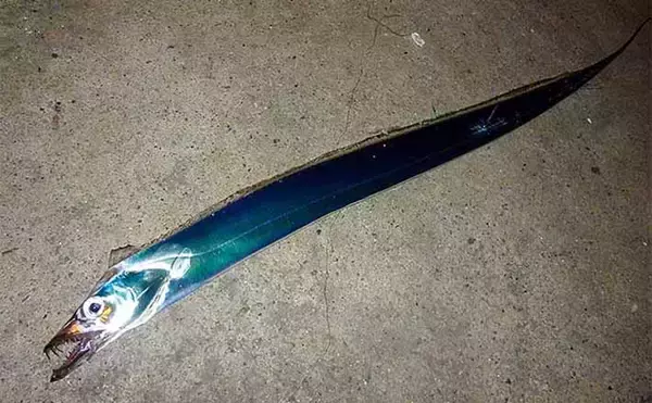 陸っぱりライトゲームでタチウオ3匹をキャッチ【名古屋港・西3区】