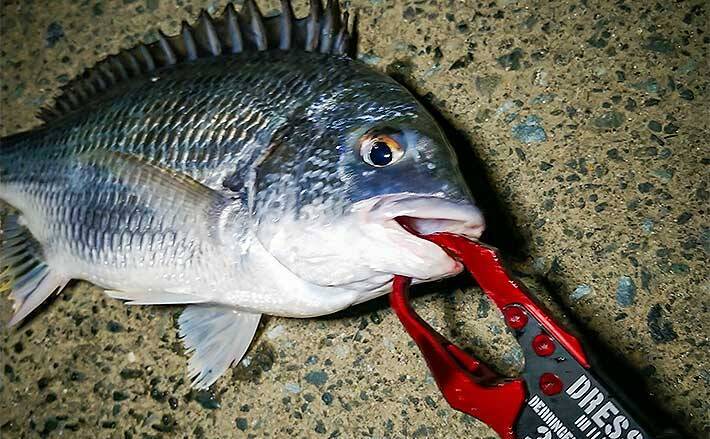 チニングで本命クロダイ低活性も良型マゴチが連発 静岡 奥浜名湖 年8月24日 エキサイトニュース