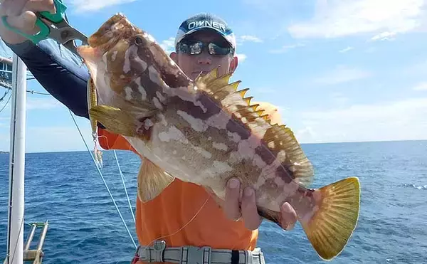 「五目ジギングで多彩な釣果を満喫　浅場で『クエ』も登場【和歌山・たいし丸】」の画像