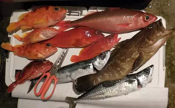 「五目ジギングで多彩な釣果を満喫　浅場で『クエ』も登場【和歌山・たいし丸】」の画像