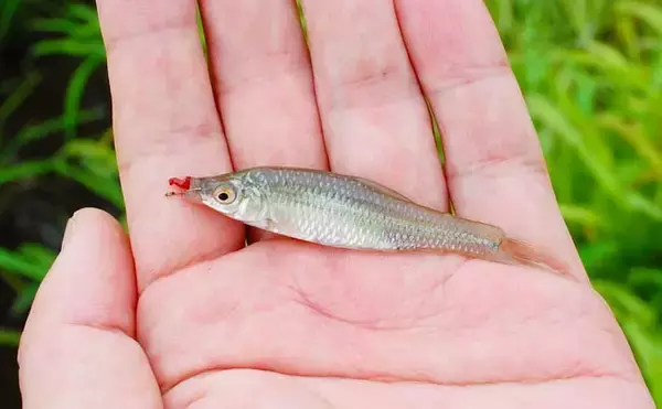 オススメ淡水小物釣り場紹介：大津川の緑豊かな『ホソ』を堪能【茨城】