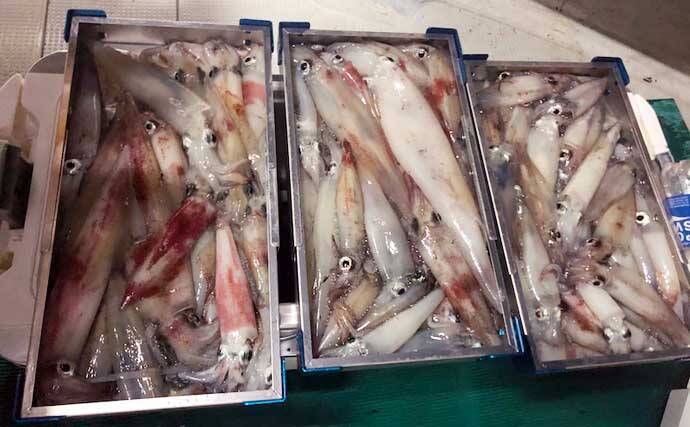 福井 静岡 沖釣り最新釣果 タイラバで25kg超 モンスターカンパチ 年8月25日 エキサイトニュース