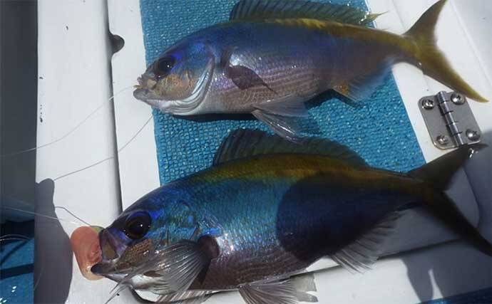 大物釣りのメッカ『銭洲』遠征　船中30kg級カンパチ浮上【静岡・舵丸】