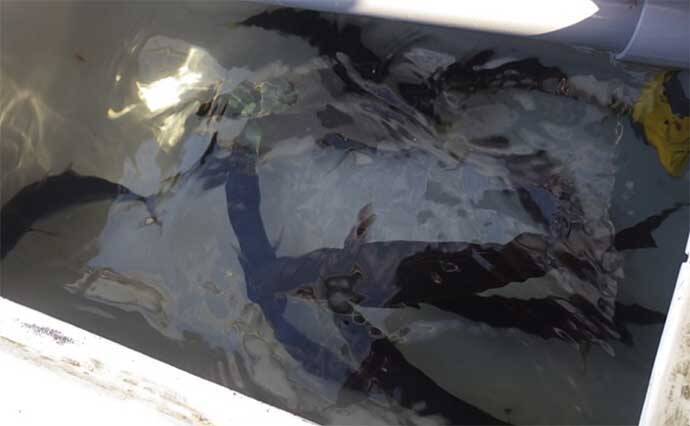 大物釣りのメッカ『銭洲』遠征　船中30kg級カンパチ浮上【静岡・舵丸】