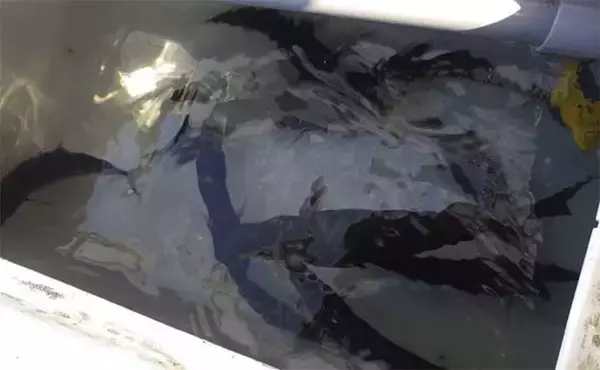 「大物釣りのメッカ『銭洲』遠征　船中30kg級カンパチ浮上【静岡・舵丸】」の画像