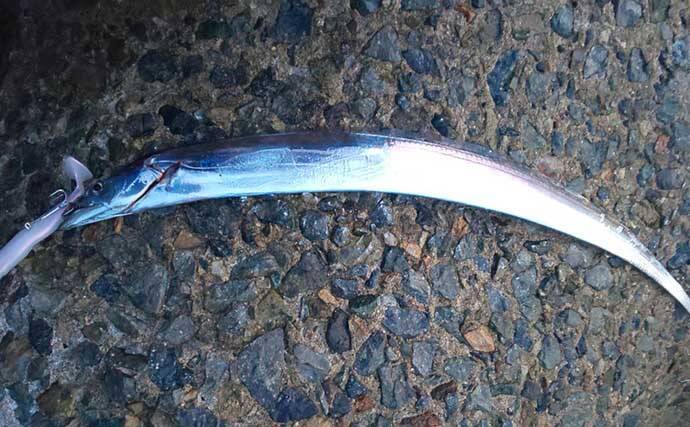 大阪湾の波止タチウオが早めの開幕　ワインドで3匹手中【貝塚人工島】