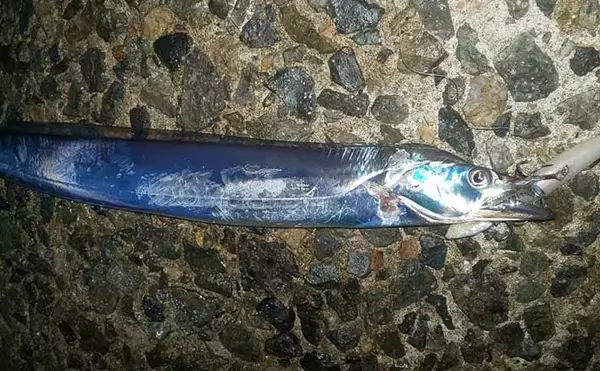 大阪湾の波止タチウオが早めの開幕　ワインドで3匹手中【貝塚人工島】