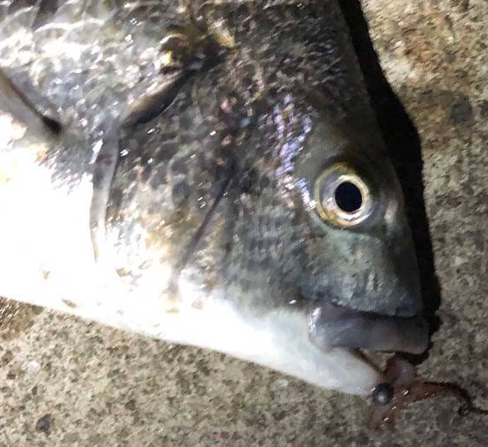 アジングタックル流用で楽しむチニングのススメ ながら 釣りでok 年8月29日 エキサイトニュース