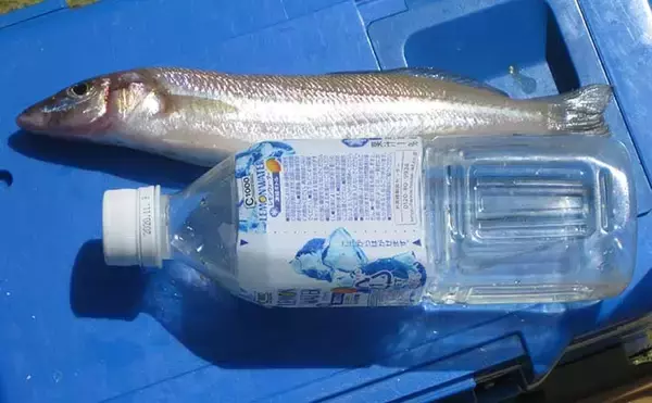 河口域の投げ釣りで26cm頭に良型キスが登場【和歌山・日高川】