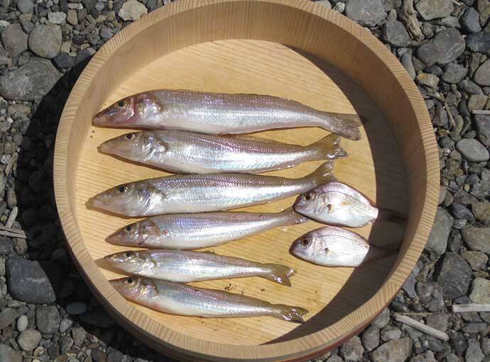 河口域の投げ釣りで26cm頭に良型キスが登場【和歌山・日高川】