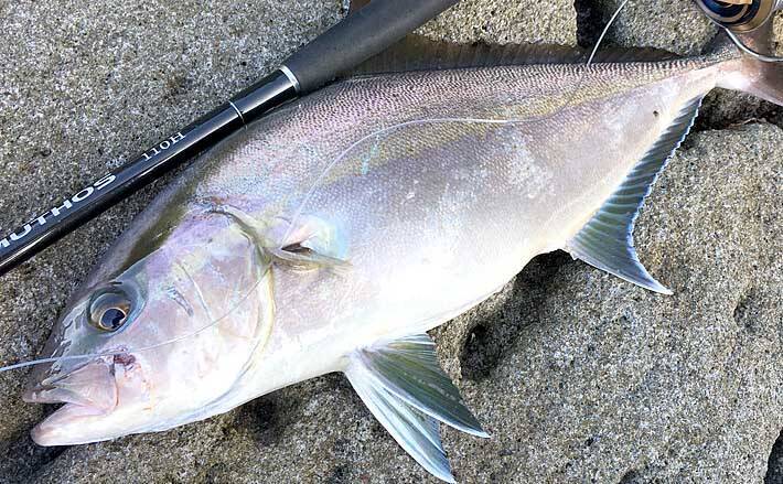 ショアジギングで3kg超カンパチ 高水温で釣れないはウソ 神津島 年9月2日 エキサイトニュース