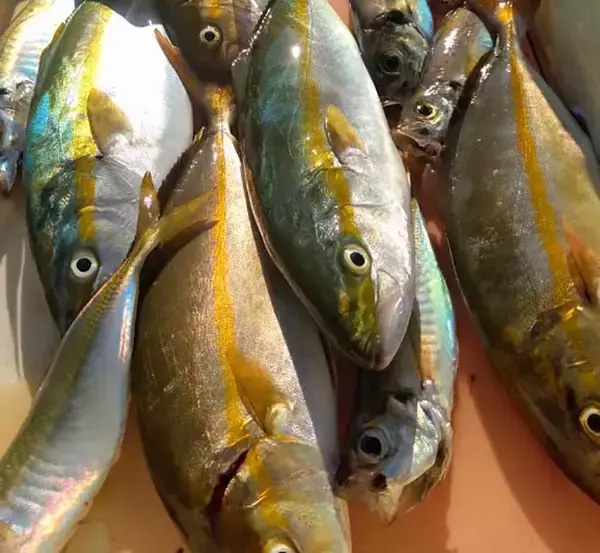 「ジグサビキの『落とし込み』釣りで40cm級シオ＆ツバス快引【大阪湾】」の画像