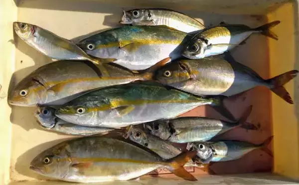 「ジグサビキの『落とし込み』釣りで40cm級シオ＆ツバス快引【大阪湾】」の画像