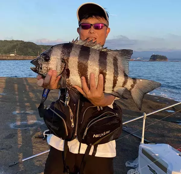 「磯での投げ釣りで予想外の53cm良型イシダイ手中【和歌山・天神崎】」の画像