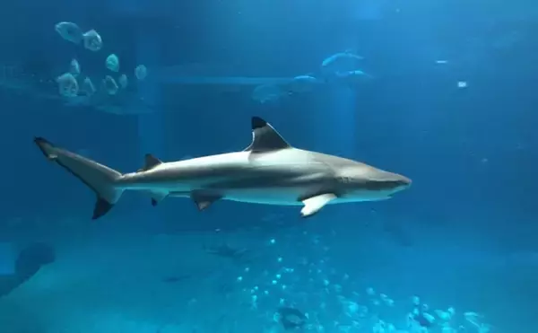 「サメは「哺乳類」ではなく「魚類」　イルカやシャチとの違いとは？」の画像