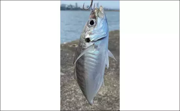「大阪湾『波止タチウオ』好機到来　メタルジグで攻略【泉佐野一文字】」の画像