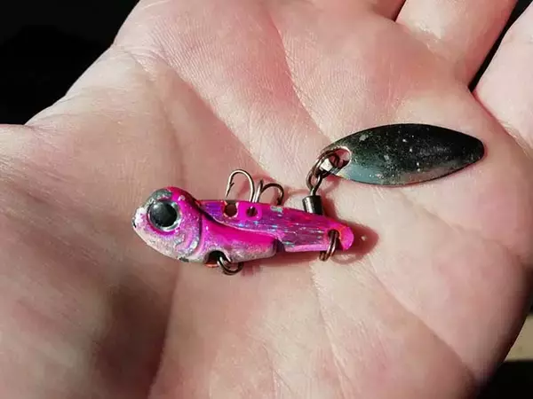 「ライトショアジギングでマゴチ手中　スピンテールにヒット【三重・津】」の画像