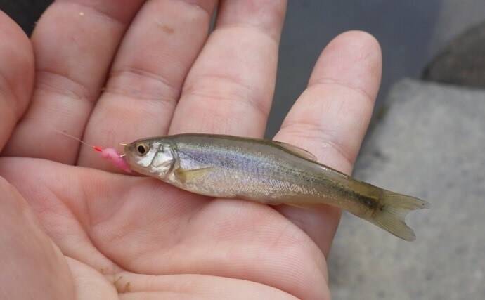 晩夏の清流で小物釣り オイカワ不発もカワムツ18匹 埼玉 槻川 年9月14日 エキサイトニュース 3 4