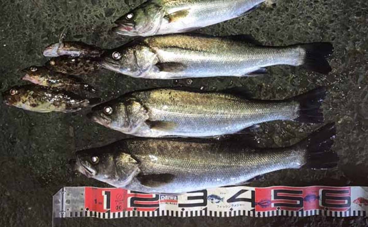 浜名湖伝統漁は楽しみ方が色々 すくった魚泳がせ大型シーバス狙い撃ち 年9月12日 エキサイトニュース