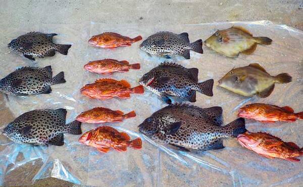 茅ヶ崎名物 エボシ岩 で底物釣り イシガキダイにカワハギ 神奈川 年9月11日 エキサイトニュース 茅ヶ崎名物 エボシ岩 で底物釣り イシガキダイにカワハギ 神奈川 年9月11日 エキサイトニュース