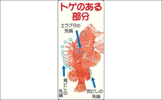 外房 オニカサゴ釣り初心者入門 オススメ船宿も紹介 年9月14日 エキサイトニュース