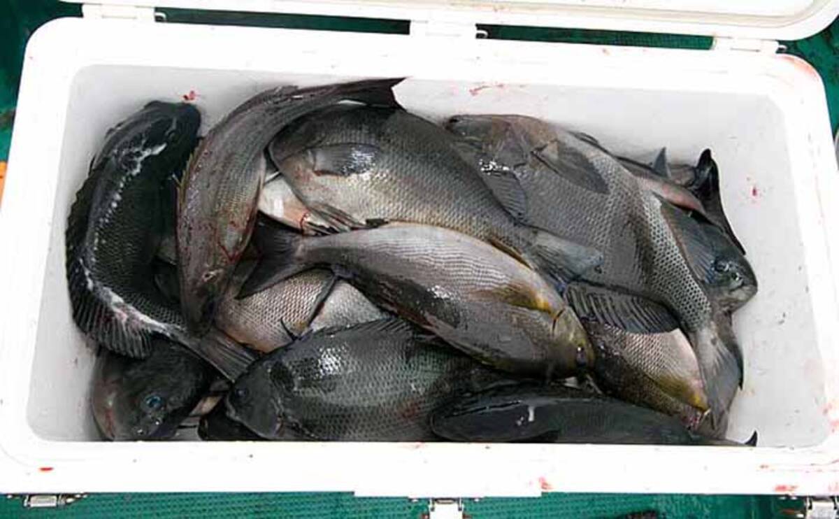 旬の釣魚を美味しく食べよう 秋磯の グレ を新鮮に持ち帰る方法 年9月19日 エキサイトニュース 3 3
