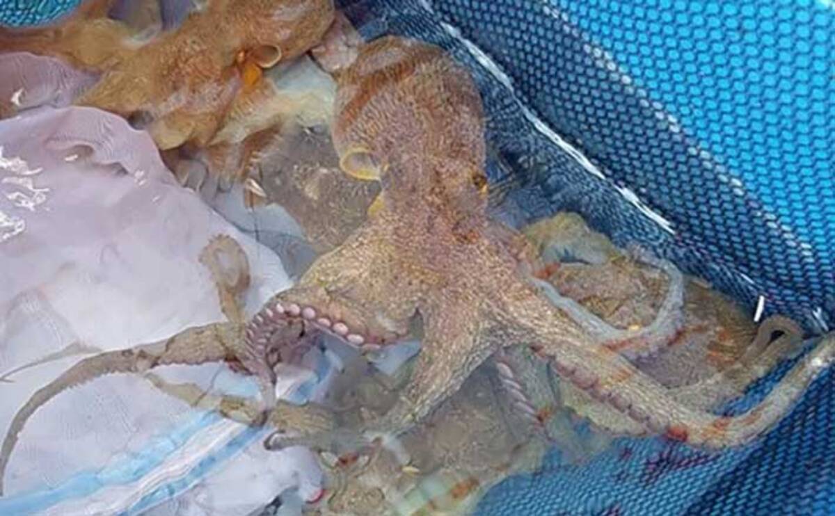 明石のブランドマダコを攻略 初心者でも1 5kg頭に2桁 松本水産 年9月21日 エキサイトニュース