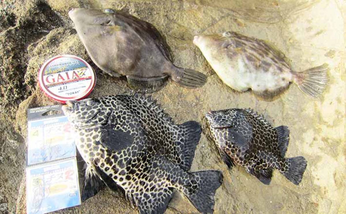 高水温期の磯は カラス貝の落とし込み釣り がオススメ 神奈川 三浦 年9月18日 エキサイトニュース