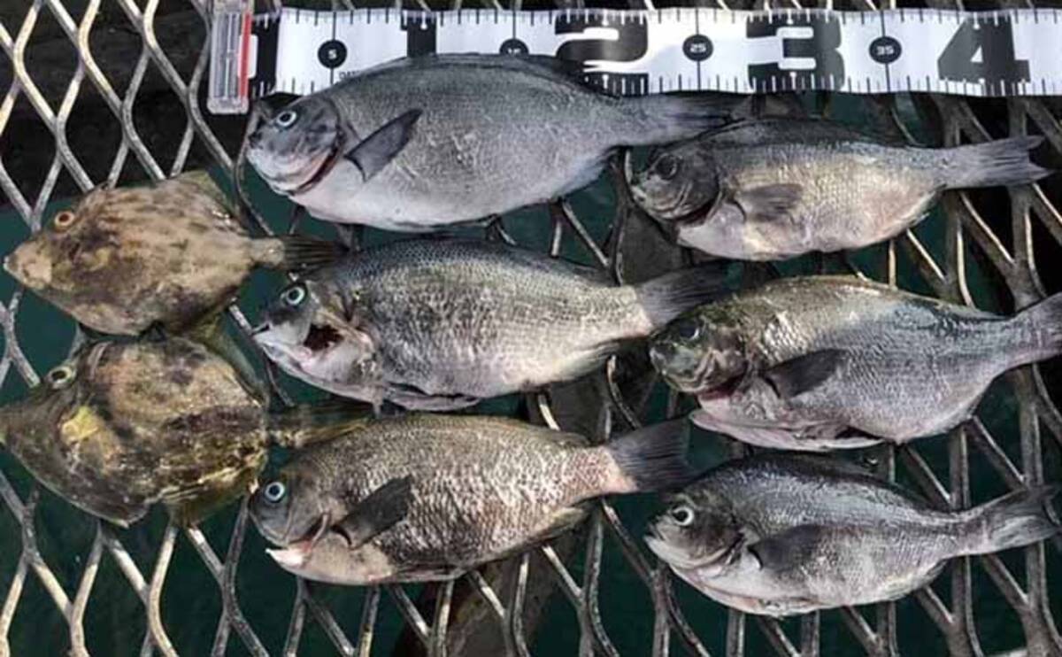 ウキフカセ釣りで 夏グレ 攻略 28cm頭に6匹キープ 脇田海釣り桟橋 年9月23日 エキサイトニュース