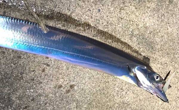 大阪湾 波止タチウオゲームのキホン 秋の本格シーズンが開幕 年9月21日 エキサイトニュース