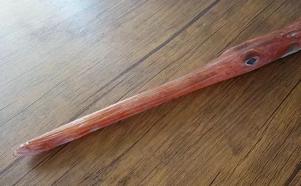 「ウマヅラの高級魚「アカヤガラ」は初秋が旬　見た目は悪いが味は上品」の画像