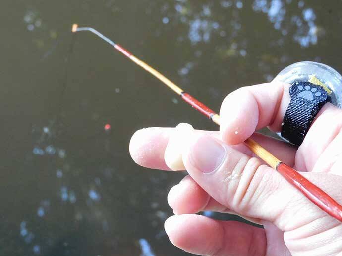 タナゴ釣りのマイ極意を紹介　狙い方で変わる『数と型』