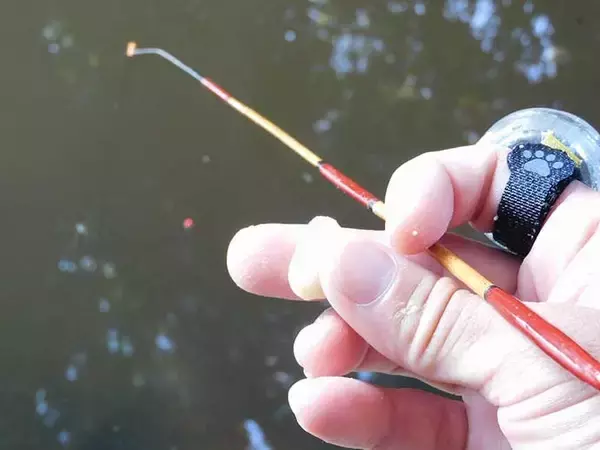 「タナゴ釣りのマイ極意を紹介　狙い方で変わる『数と型』」の画像