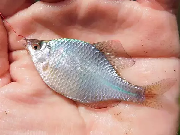 「タナゴ釣りのマイ極意を紹介　狙い方で変わる『数と型』」の画像