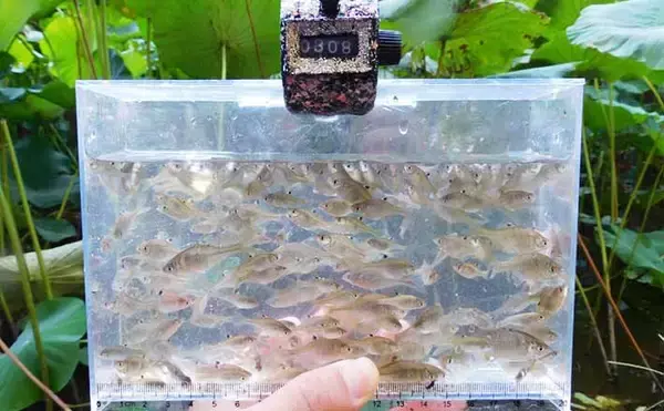 「タナゴ釣りのマイ極意を紹介　狙い方で変わる『数と型』」の画像