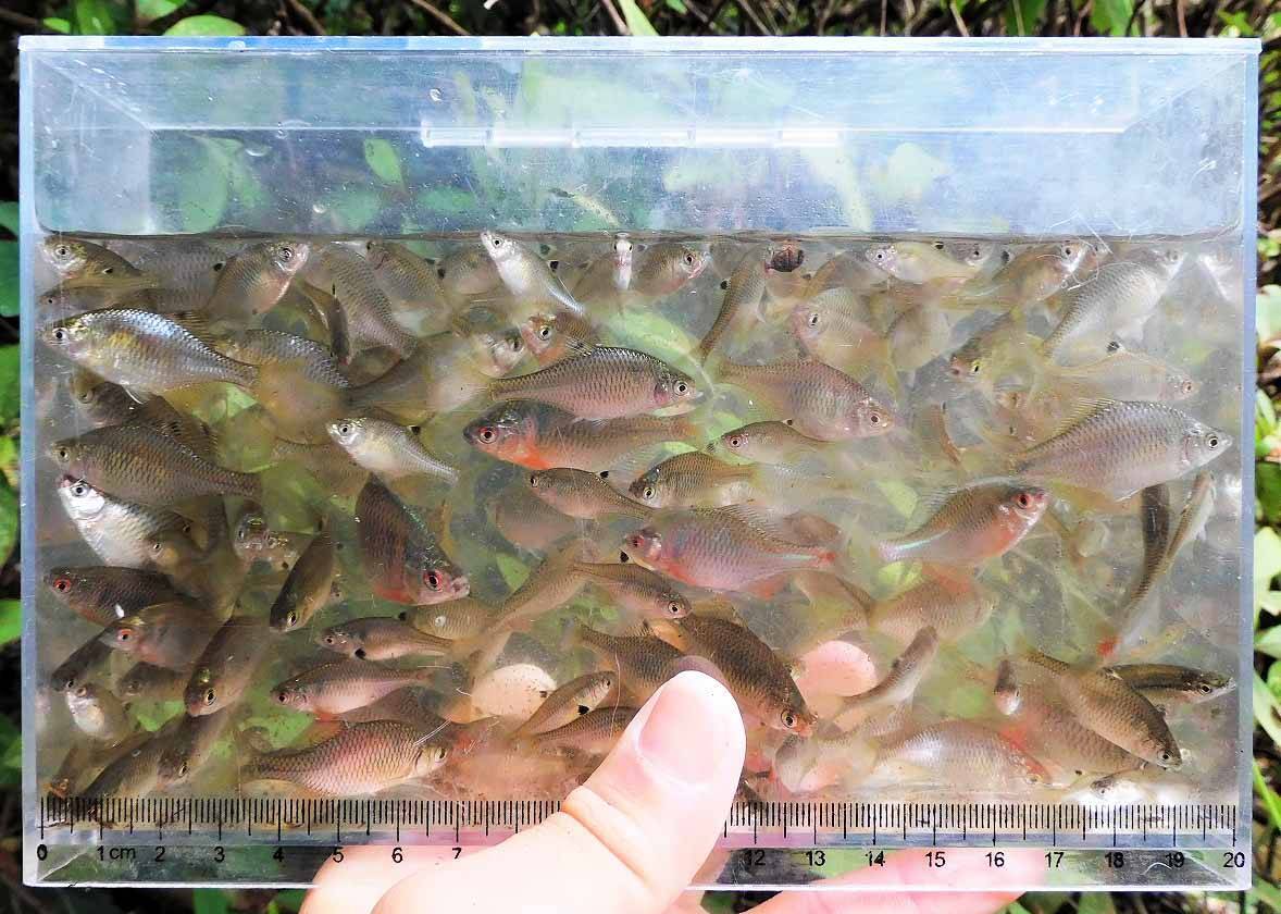 タナゴ釣りのマイ極意を紹介　狙い方で変わる『数と型』