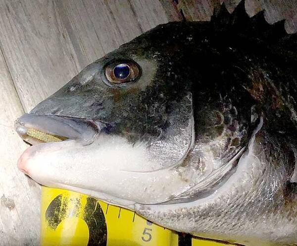 釣り人的 チヌ と キビレ の違い どちらも釣り味最高の好ターゲット 年10月4日 エキサイトニュース