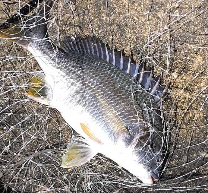 釣り人的 チヌ と キビレ の違い どちらも釣り味最高の好ターゲット 年10月4日 エキサイトニュース