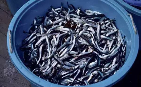 広島県産『小イワシ』の入荷が2005年以降で最低レベルに　原因は豪雨？
