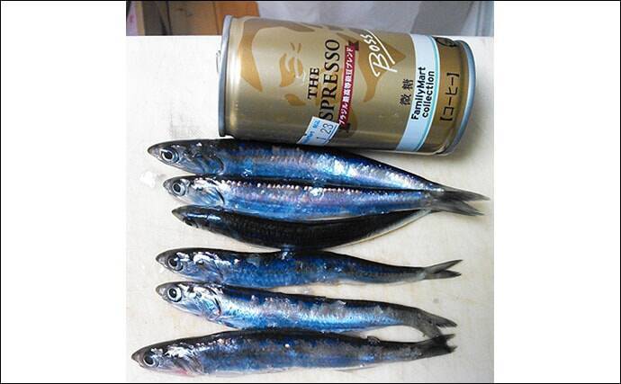 広島県産『小イワシ』の入荷が2005年以降で最低レベルに　原因は豪雨？