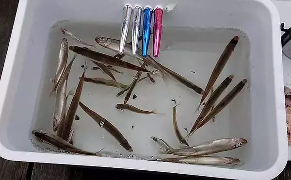 「ボートワカサギ釣りで110匹　サビキとエサどちらが釣れる？【木崎湖】」の画像