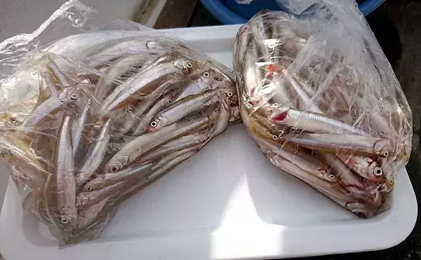 ボートワカサギ釣りで110匹　サビキとエサどちらが釣れる？【木崎湖】