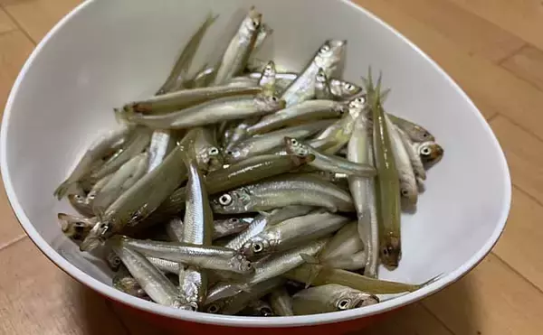 「ボートワカサギ釣りで110匹　サビキとエサどちらが釣れる？【木崎湖】」の画像