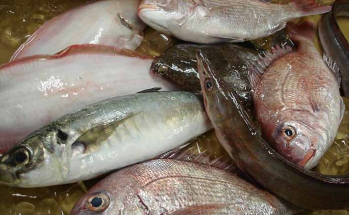 新たに15魚種が漁獲量規制の可能性 ブリやマダイやヒラメも対象 年10月2日 エキサイトニュース